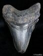 Bargain Georgia Megalodon Tooth #2721-1